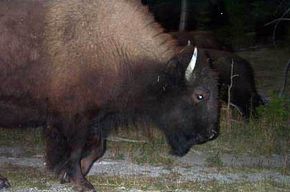 250-Bison